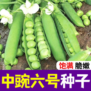 豌豆种子早熟矮生四季高产紫豌豆甜豌豆种子脆甜好吃青豌豆种子