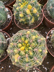 【仙人球含盆】仙人球含盆品牌,价格 - 阿里巴巴