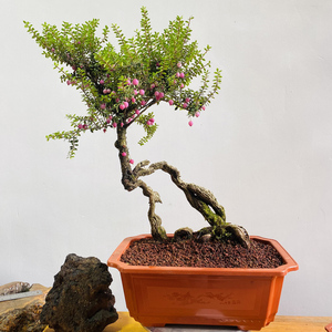 米叶五翅莓 小米叶树罗卜 吊金钟  红花红芽五翅莓