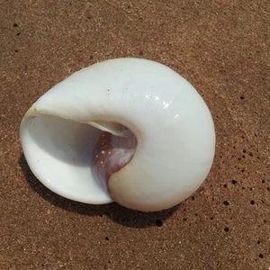 面包螺5一8cm天然海螺贝壳 鱼缸布景 家居装饰贴墙收藏实拍批发