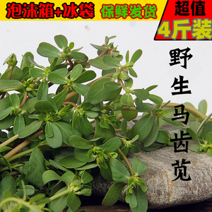 蚂蚁菜 马蜂菜 五行草当天现挖野菜琉璃醉玲珑心8