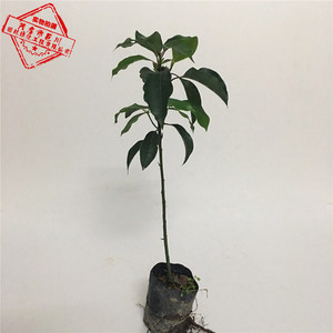 香樟树苗 小叶樟树 云南樟 芳樟树油樟树樟木 乌樟黄樟树 银木