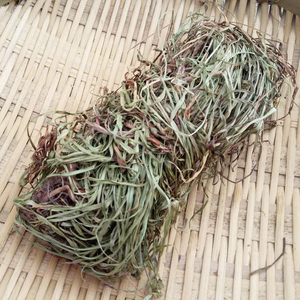 中草药材野生水蜈蚣一箭球寒气草寒筋草散寒草蜈蚣草100g