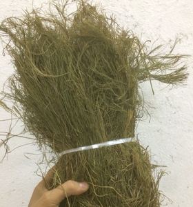 野生石侧柏 铁刷把 龙须草 石龙须 铁扫帚 石刷把包邮