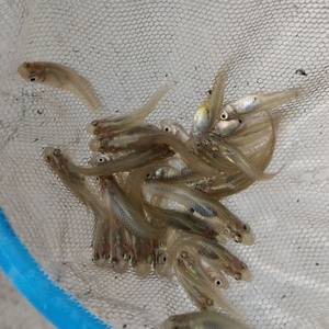 食蚊鱼苗冷水