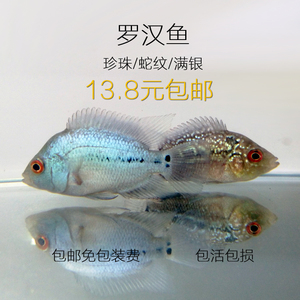 满银珍珠蛇纹马骝罗汉鱼苗活体大型热带鱼观赏鱼罗汉苗1-4cm包邮