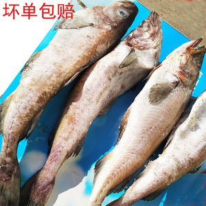 明太鱼新鲜冷冻无冰衣大棒鱼狭鳕鱼整条鳕鱼1份5斤包邮