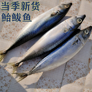 鲅鱼新鲜青占鱼鲐鲅青花鱼海鲜当季新货一份五斤包邮