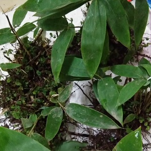 的树叶大片粽叶苗竹叶苗野生粽叶种子种苗箬叶苗种庭院植物3人付款7