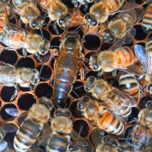 意蜂蜂王生产王新开产王蜜浆种王意蜂产子王产卵王意蜂蜜型高产王