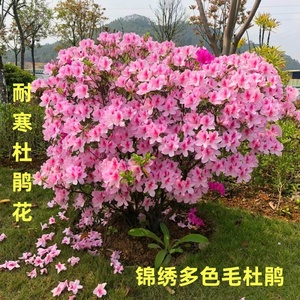 耐寒锦绣多色毛杜鹃花苗盆栽 白色杜鹃 粉红色杜鹃 紫色杜鹃花苗