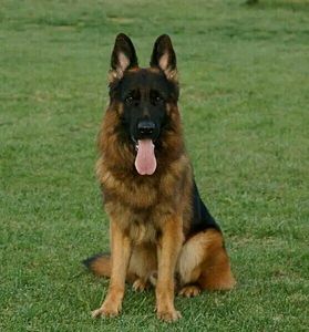 纯种德牧幼犬德国牧羊犬警犬军犬弓背黑背大型狼狗马犬活体宠物狗