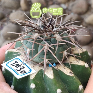 天平丸jn101 苗接 嫁接草球 仙人球 一物一拍【肯吃世家】