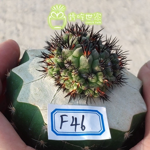 素妆玉 嫁接 草球 仙人球 一物一拍【肯吃世家】