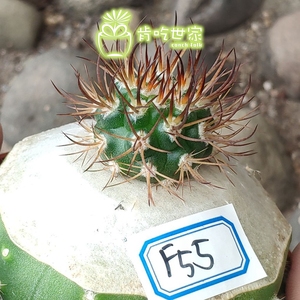 实生逆豹丸 嫁接草球 仙人球 一物一拍【肯吃世家】