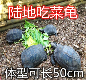 陆地巨型吃菜龟活体特大乌龟活体宠物大型乌龟素食龟生蛋龟下蛋龟