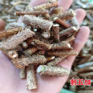 刺五加中药