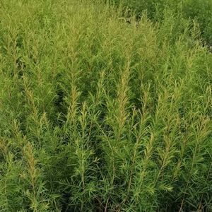 000人付款淘宝广西澳洲茶树苗互叶白千层组培芳小苗香植物小苗易活