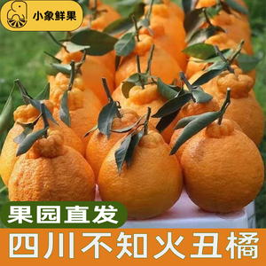 四川不知火丑橘蒲江丑八怪当季新鲜水果超甜多汁柑橘丑柑包邮