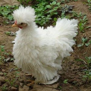 翻毛鸡种蛋绣球鸡蛋观赏鸡黑绣球鸡白绣球翻毛宠物鸡人工受精种蛋