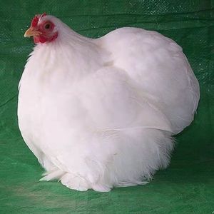 纯种日本球种蛋小体型观赏鸡科钦球受精蛋装可孵化球鸡斗鸡东涛鸡