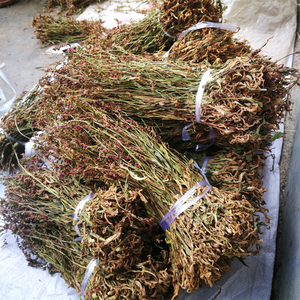 贵州野生盘龙参盘龙花九龙蛇笑天龙马牙七盘龙箭鲤鱼草绶草100克