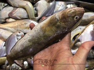 黑头鱼鲜活海鱼