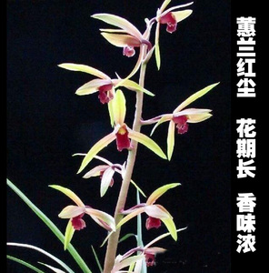 带花苞包邮 花多 开花浓香 精选壮苗蕙兰 兰花苗 植物