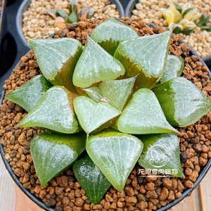 阿寒湖寿 玉露十二卷 龙哥多肉植物 绿植盆栽 一物一拍 带盆发货