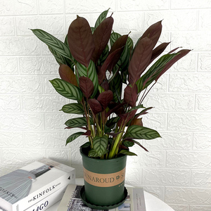 飞羽竹芋植物室内花