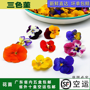 鲜花可食用花三色堇 新鲜花草西餐装饰摆盘烘焙糕点点缀三色花