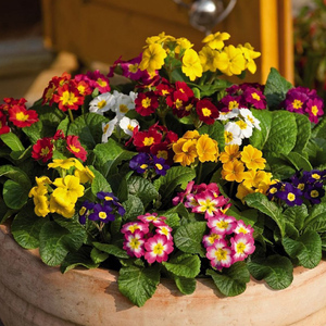 报春花盆栽包邮