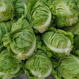 橄榄菜包菜安徽霍山农家包心菜卷心菜洋白菜包菜圆白菜时令蔬菜