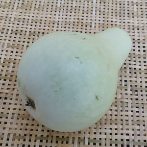 新鲜嫩葫芦大别山安徽霍山农家自种露天时令蔬菜白葫芦瓜白瓜现摘