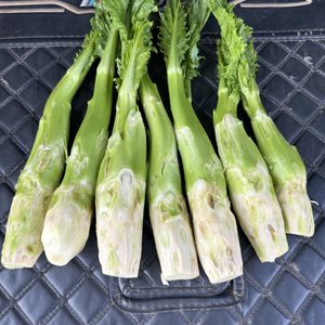 菜苔安徽六安霍山农家自种腊苔菜时令新鲜蔬菜菜苔下单现铲农家菜