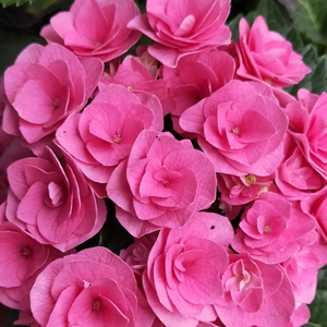 【蝶恋月季】日本进口 重瓣 新品绣球花 薇薇安扦插小苗