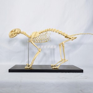 猫全身骨骼模型 动物骨头骨架 仿真猫骨标本宠物医院兽医教具演示