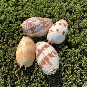 天然大海螺澳大利亚瓜螺创意布景装饰鱼缸水族箱造景多肉容器收纳