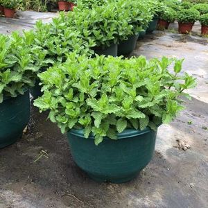 驱蚊草植物室外可食用薄荷防蚊草客厅放什么绿植好适合放卧室去蚊