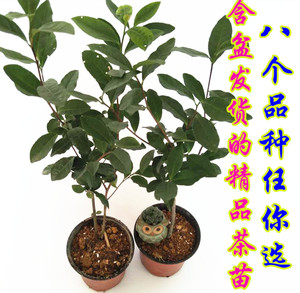 高品质盆栽龙井铁观音茶叶树苗 含盆碧螺春红茶苗 庭院黄金芽茶树