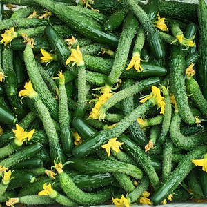 小黄瓜新鲜拇指小黄瓜扭5斤迷你小青瓜下饭菜手工腌制酱瓜蔬菜