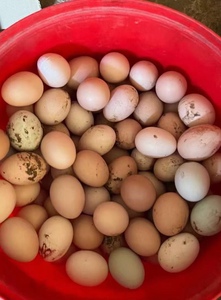 农家土鸡蛋 山上放养的土鸡原生态鸡蛋30枚/件没有现货耐心等待哦