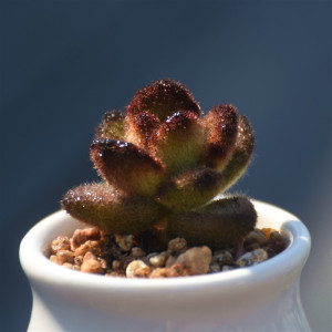 肉肉植物泰迪熊