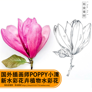 Poppy小清新水彩花卉植物淡彩线稿马克笔素描插画临摹素材日韩风