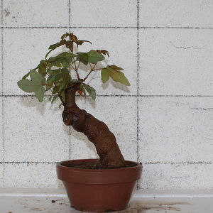 三角枫盆景唐枫