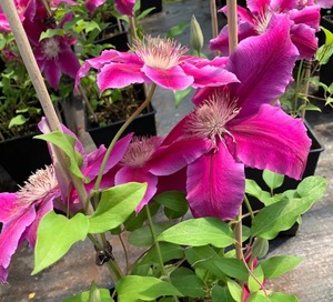 锦红色铁线莲单瓣大花易养阳台庭院多季开花藤蔓攀爬植物 2类铁