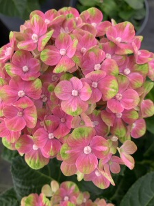 魔幻珊瑚进口大花绣球魔幻系列调色阳台矮状变色盆景