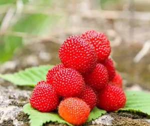 蓬蘽野生草莓山树莓覆盆子苗阳台地载盆栽红果黄果岚农场it小园丁