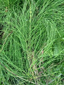 问荊草苗  搂接草 空心草马蜂草 接骨草笔头草笔头菜土木贼苗