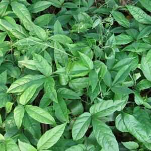 破石珠苗 三叶青 金线吊葫芦 丝线吊金钟 三叶扁藤 石老鼠 苗